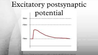 Excitatory postsynaptic potential [upl. by Sterrett]