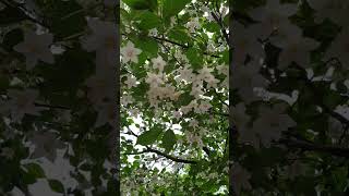 때죽나무 떼죽나무 Styrax SnowBell エゴノキ 齊墩果 KoreanTree KoreanFlower [upl. by Dressler]