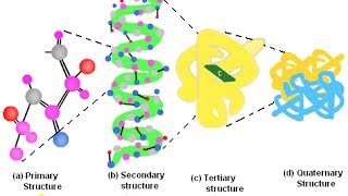 Bioinformatics practical 7 Secondary structure prediction of proteins using SIB [upl. by Esinereb64]