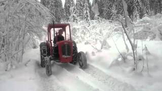 Massey Ferguson 35 pulling log [upl. by Romalda]