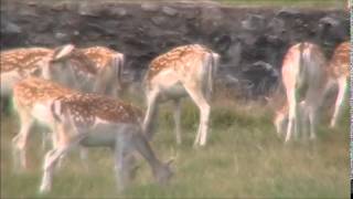 Fallow Deer at Holker Hall [upl. by Ahsiugal]