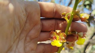 Cyrtopodium e oncidium 🥰meu cerrado orquídeas natureza [upl. by Roane]