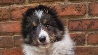 Puppy discovering new things 10 week old Sheltie [upl. by Liscomb287]