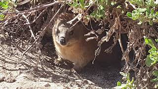 Dassie Rat Chilling in Bush  Penguins [upl. by Arabele]