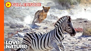 Predator vs Prey on the Africa Savannah  Wildlife Icons Ep105 [upl. by Elocel]