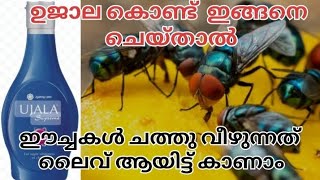 ഈച്ചകൾ ചത്ത് വീഴുന്നത് ലൈവ് ആയിട്ട് കാണാം  How to get rid of house flies  ഈച്ചകളെ എങ്ങനെ കൊല്ലാം [upl. by Yatnuahc616]