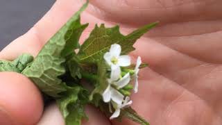 Foraging wild edibles in Montgomery County MD [upl. by Airt573]