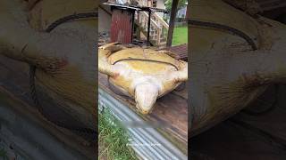 I Found a Sea Turtle Upside Down rescue found shorts turtle upside rescue [upl. by Ikkiv]