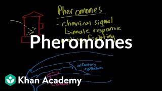 Pheromones  Processing the Environment  MCAT  Khan Academy [upl. by Bucella]