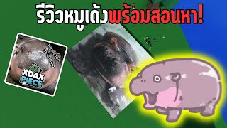 สอนหาผลปีศาจหมูเด้งสุดน่ารัก Roblox XDAX Piece [upl. by Reeba]