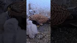 Falcon kestrels feed her nestlings [upl. by Acysej413]