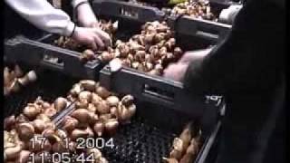 Planting Tulip Bulbs Hydroponically [upl. by Mastat]