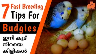 Budgies 7 Fast Breeding Tips  Love Birds Breeding Tips for Beginners  in Malayalam  MY PET PLANT [upl. by Ynotna]