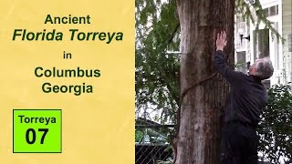 Ancient Florida Torreya in Columbus Georgia [upl. by Ydnal393]