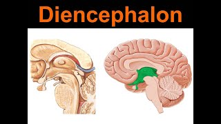 Diencephalon Yüksel Aydar [upl. by Duax]