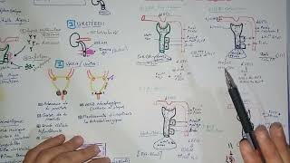 6tout savoir sur linsuffisance rénale aiguë IRAphysiopathologie lIRA post rénal obstructive [upl. by Lawlor]