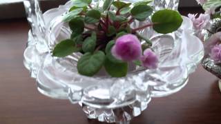 African Violets trailers in bloom [upl. by Neural]