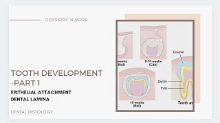 DEVELOPMENT OF TOOTH PART 1 [upl. by Nasah]