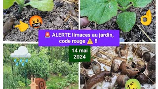 🚨 Les LIMACES contre attaque  🐌 Comment sen sortir 👌 [upl. by Reyaht748]