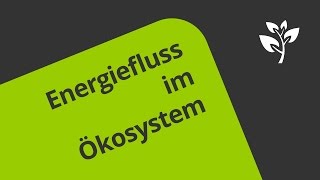 Biomasse und Energiefluss im Ökosystem  Biologie  Ökologie [upl. by Gona63]