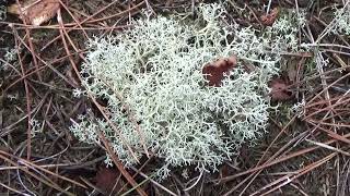 Open rendiermos  Cladonia portentosa [upl. by Clevie]