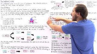 Classical Pathway of Complement System [upl. by Benjy]