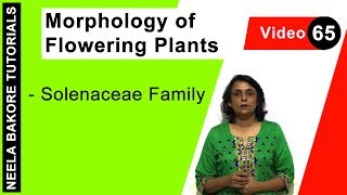 Morphology of Flowering Plants  NEET  Solenaceae Family  Neela Bakore Tutorials [upl. by Sykleb955]