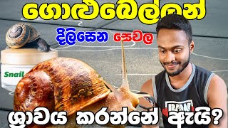 Why do snail slime is shiny What is snail slime  Explain in Sinhala  Sri Lanka [upl. by Alimaj]