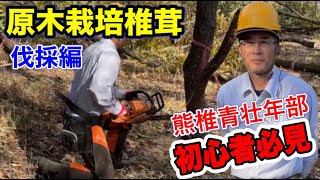 【原木しいたけ栽培】＃１ 伐採編 熊本県椎茸農業協同組合（青壮年部）栽培工程 ＃原木栽培 ＃しいたけ ＃椎茸 [upl. by Asilav]