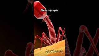 Bacteriophages infects Bacteria amp converts it into a Virus Factory bacteriophage science biology [upl. by Akkin524]