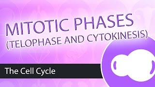 Steps of Mitosis Telophase and Cytokinesis [upl. by Aener]