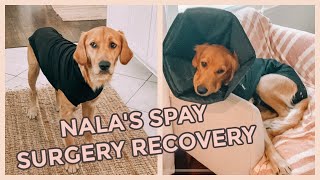 GETTING MY GOLDEN RETRIEVER FIXED Spay Surgery Recovery [upl. by Luiza]