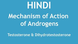 Mechanism of Action of Androgens Testosterone amp Dihydrotestosterone HINDI  Dr Shikha Parmar [upl. by Tnert]