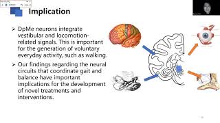 Talk Modulation of deep mesencephalic nucleus to locomotor control in walking monkey [upl. by Weisman]