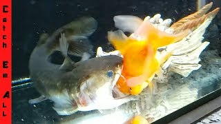 GOLDFISH SURVIVES the BLOB CATFISH [upl. by Nosnorb]