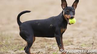 Dóberman Pinscher Miniatura  TODO sobre la raza [upl. by Eiramlehcar]