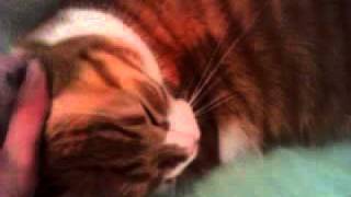 Chat heureux qui ronronne tres fort [upl. by Brendon728]