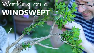 Boxwood Bonsai  part 1 Developing a Windswept style  Blue Sky Bonsai [upl. by Hanna]