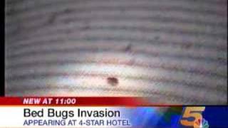 Bed Bugs in FourStar Hotel [upl. by Rachaba]