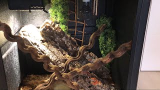 Varanus Macraei setup [upl. by Manolo]