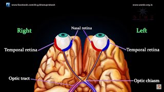 VISUAL PATHWAY ANIMATED  Animated anatomy lectures USMLE Step 1 [upl. by Lunneta]