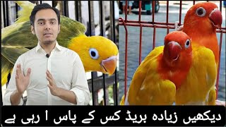 kis banday k pas zada breed AA Rahi h  lovebirds breeding progress  naveedsheikhofficial [upl. by Pell]