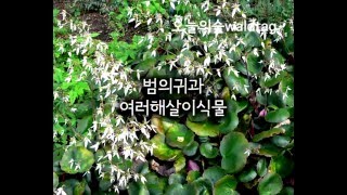 바위취 Saxifraga stolonifera [upl. by Halilak]