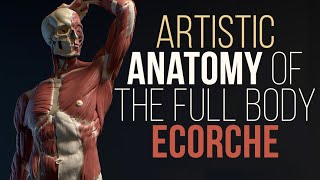 Artistic anatomy of the full body Ecorche 4k [upl. by Dionne]