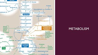 Metabolism  36  Phospholipids Degradation [upl. by Einon]