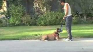 Dog Aggression Podees Aggressive to Other Dogs Narrated  drsophiayincom [upl. by Dnaleel132]