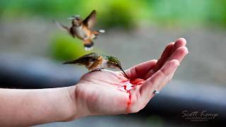 Hand feeding Hummingbirds [upl. by Siriso]