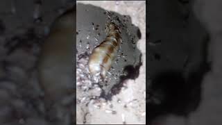 queen termite in a termites nest shorts [upl. by Gnilrets]