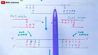 AFLP  Amplified fragment length polymorphism  Molecular markers  Bio science [upl. by Tobye]