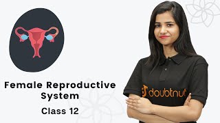 Female reproductive system in Hindi  मादा जनन तंत्र  Class 12  Human Reproduction NCRT [upl. by Annoiek]